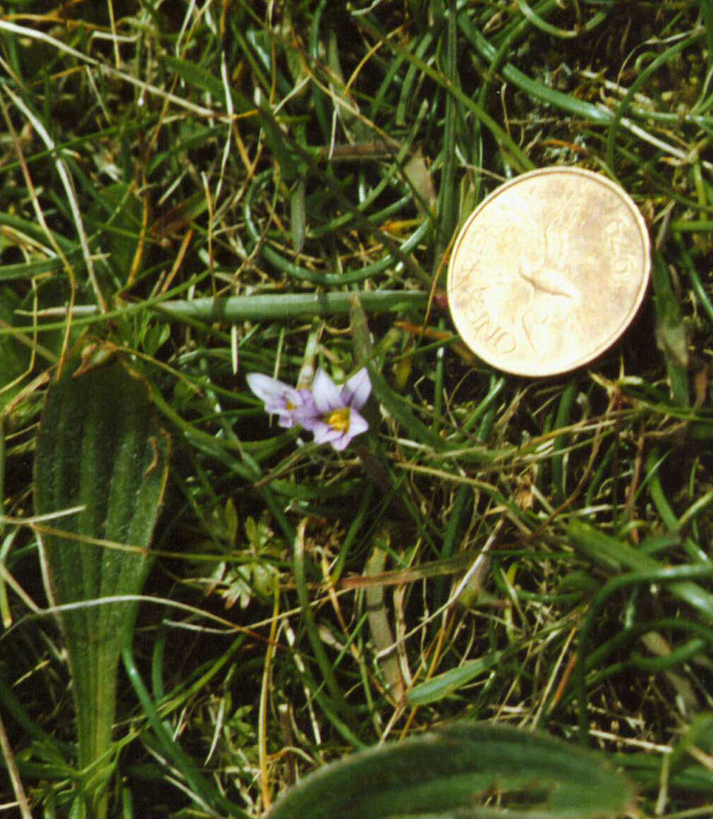 Sand Crocus